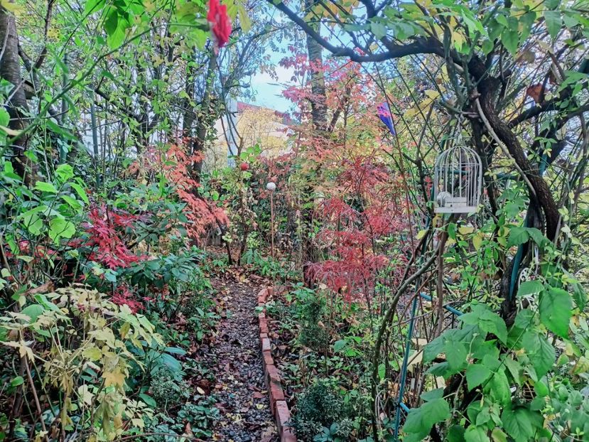  - Grădina 2025 continuare 6