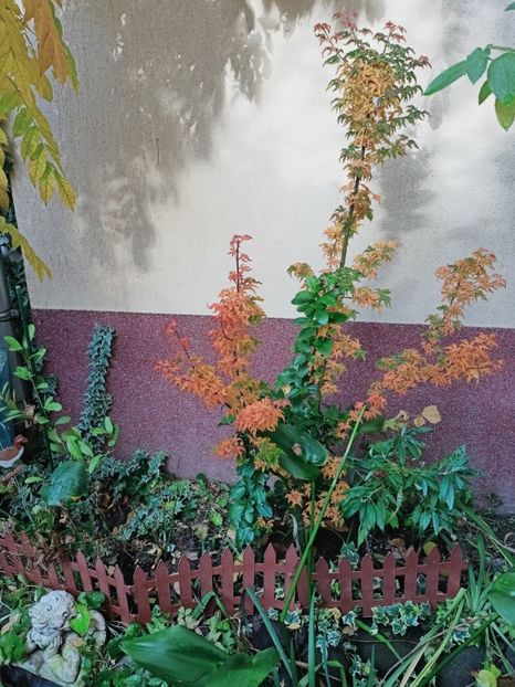 Shishigashira - Grădina 2025 continuare 6