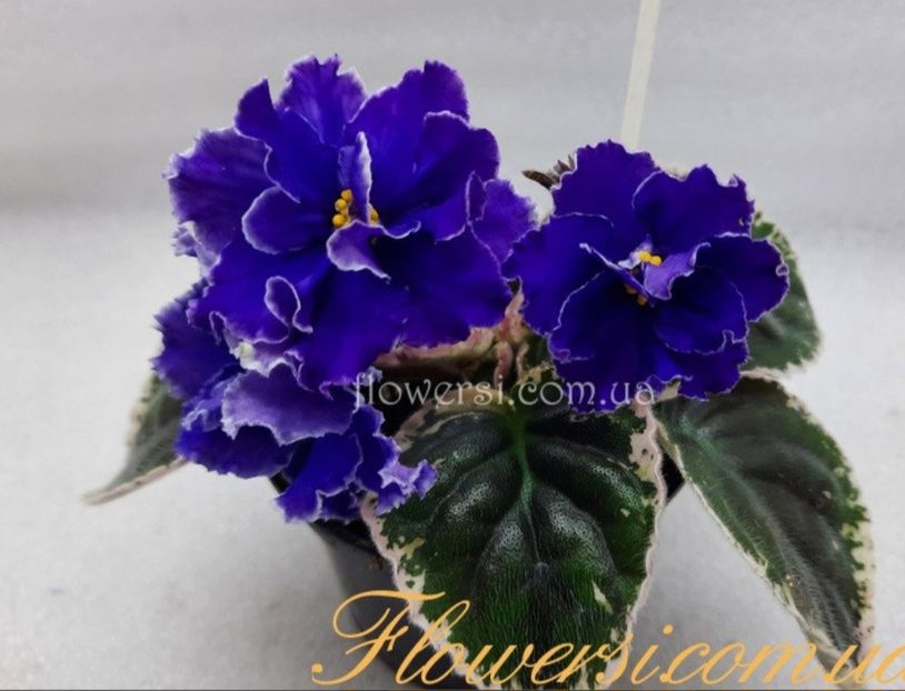 Poza net - LE-Graf Kaliostro