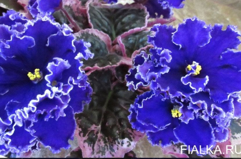 Poza net - LE-Graf Kaliostro