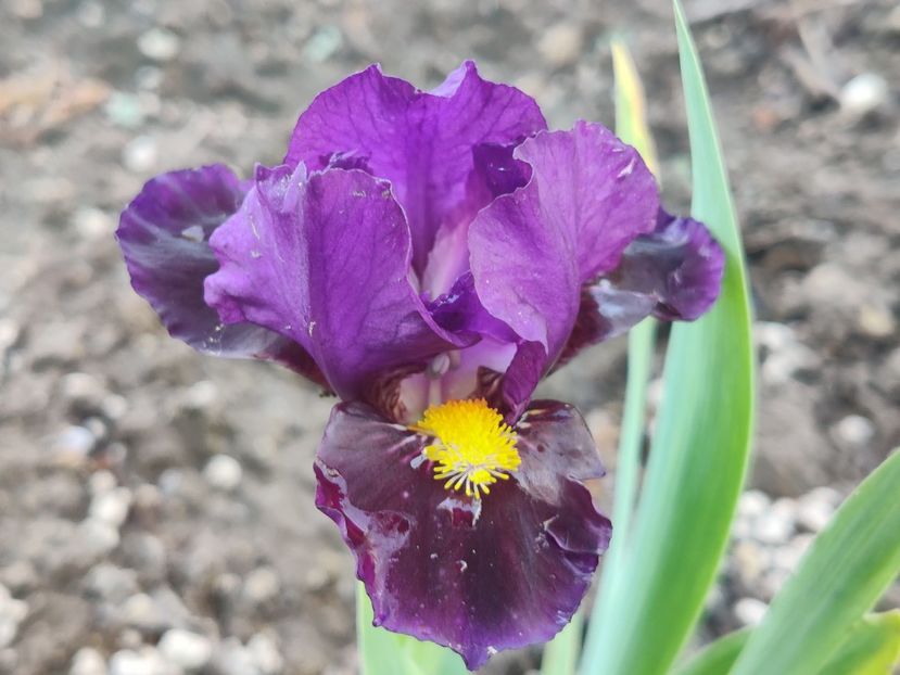 MDB Kay - Irisi pitici_SDB-MDB-MTB