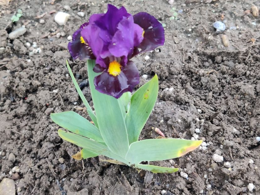  - Irisi pitici_SDB-MDB-MTB