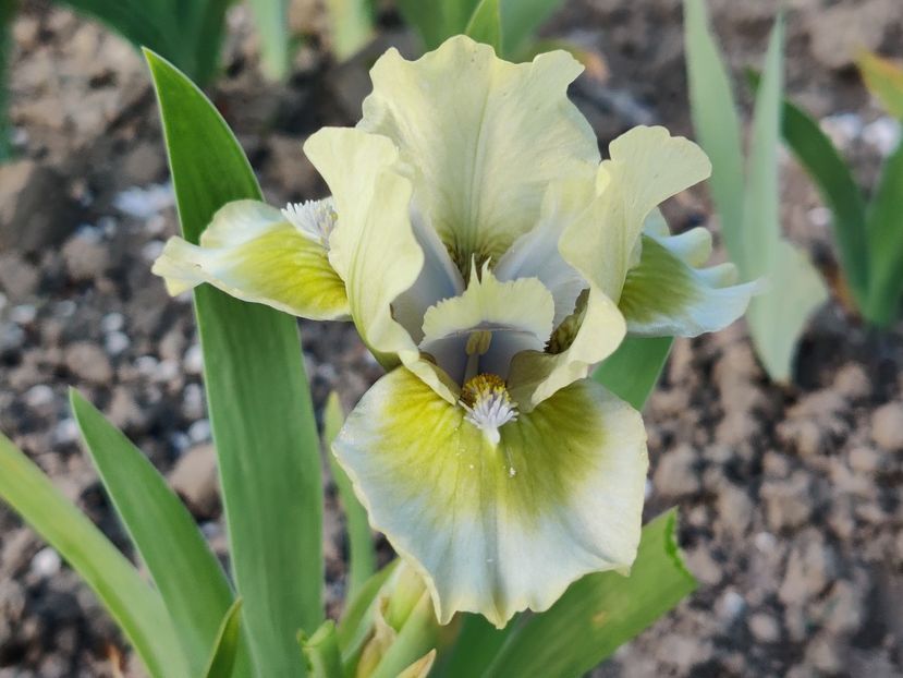 MDB Ribbit - Irisi pitici_SDB-MDB-MTB