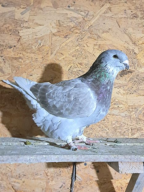 2025 - Trestii-Argintii -M