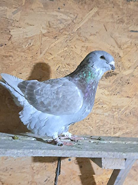  - Trestii-Argintii -M