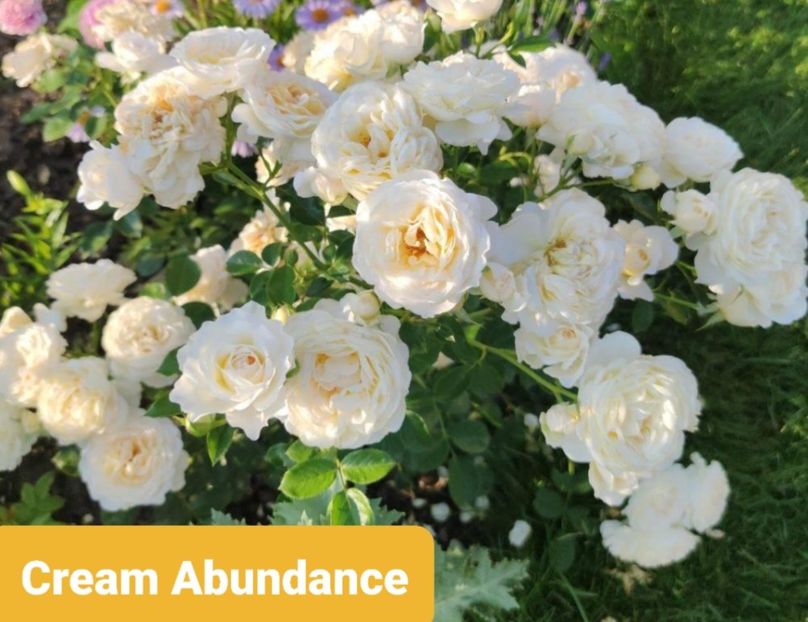  - 1 PRIVAT TRANDAFIRI DE PROCURAT