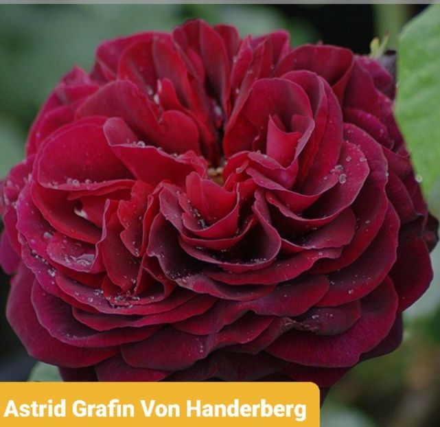  - 1 PRIVAT TRANDAFIRI DE PROCURAT