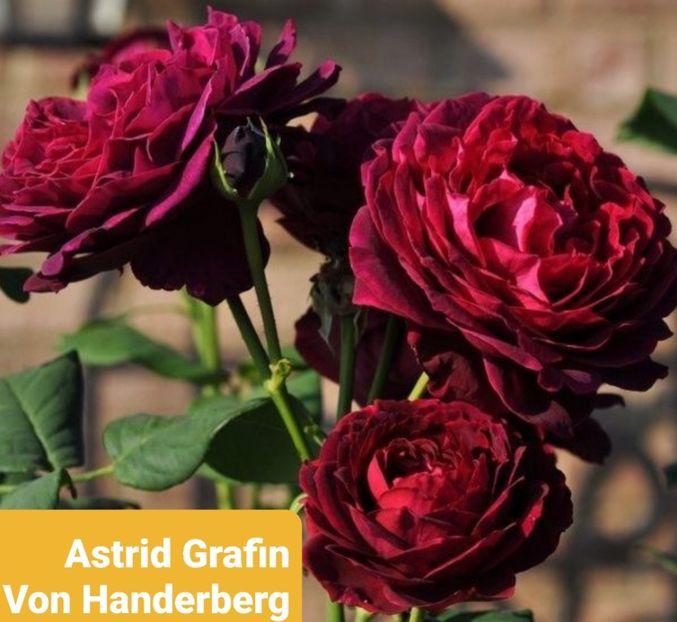  - 1 PRIVAT TRANDAFIRI DE PROCURAT