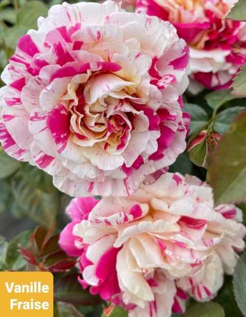  - 1 PRIVAT TRANDAFIRI DE PROCURAT