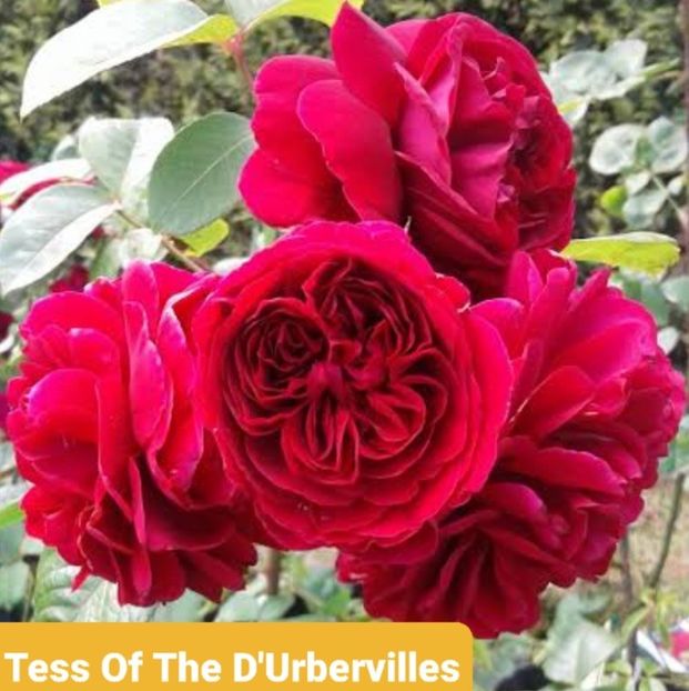  - 1 PRIVAT TRANDAFIRI DE PROCURAT