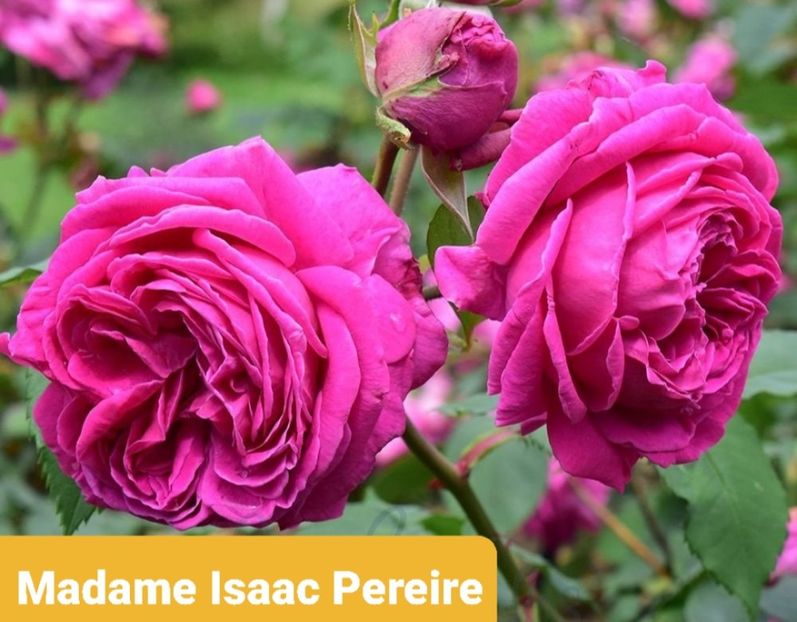  - 1 PRIVAT TRANDAFIRI DE PROCURAT