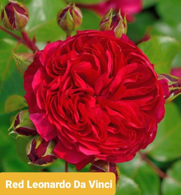  - 1 PRIVAT TRANDAFIRI DE PROCURAT