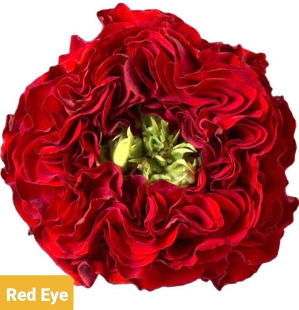  - 1 PRIVAT TRANDAFIRI DE PROCURAT