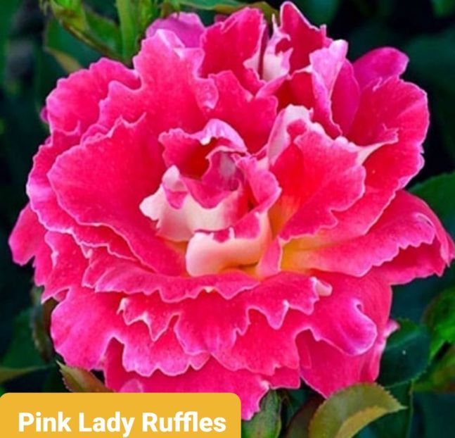  - 1 PRIVAT TRANDAFIRI DE PROCURAT