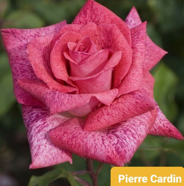  - 1 PRIVAT TRANDAFIRI DE PROCURAT