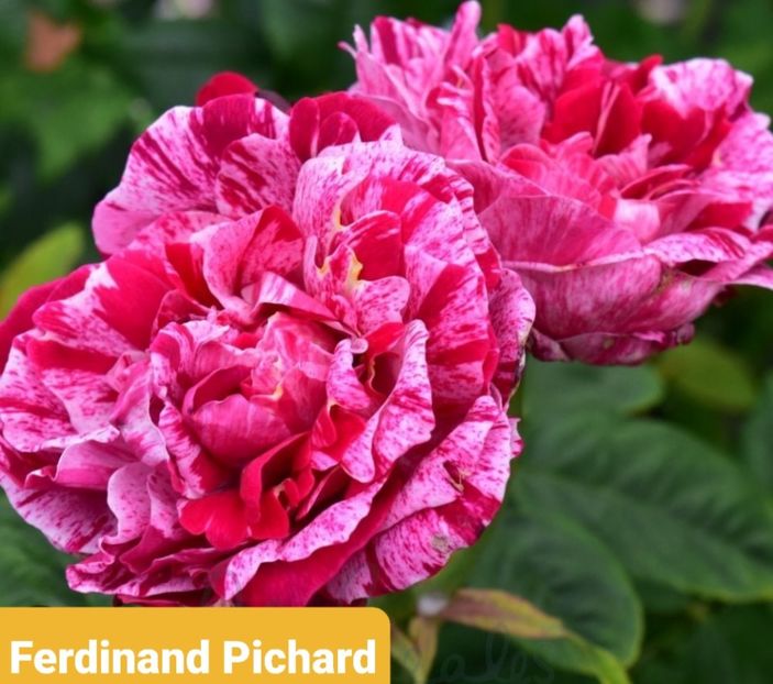  - 1 PRIVAT TRANDAFIRI DE PROCURAT