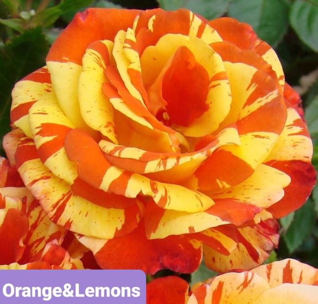  - 1 PRIVAT TRANDAFIRI DE PROCURAT