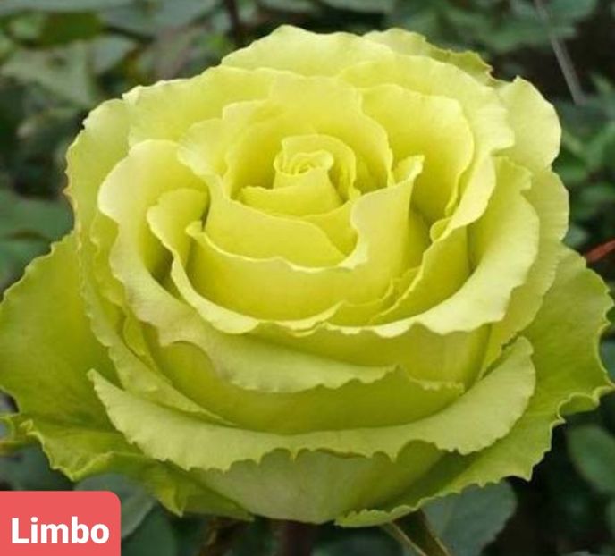  - 1 PRIVAT TRANDAFIRI DE PROCURAT