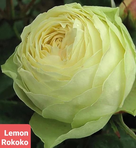  - 1 PRIVAT TRANDAFIRI DE PROCURAT