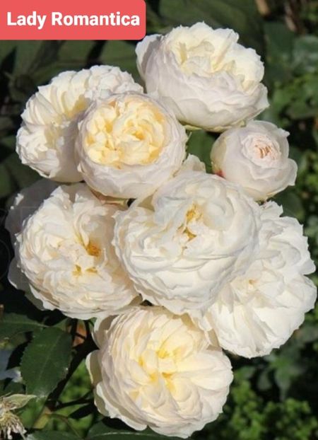  - 1 PRIVAT TRANDAFIRI DE PROCURAT