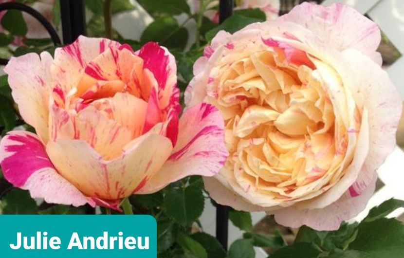  - 1 PRIVAT TRANDAFIRI DE PROCURAT