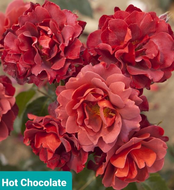  - 1 PRIVAT TRANDAFIRI DE PROCURAT