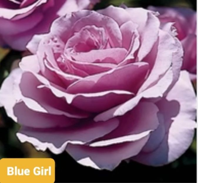  - 1 PRIVAT TRANDAFIRI DE PROCURAT