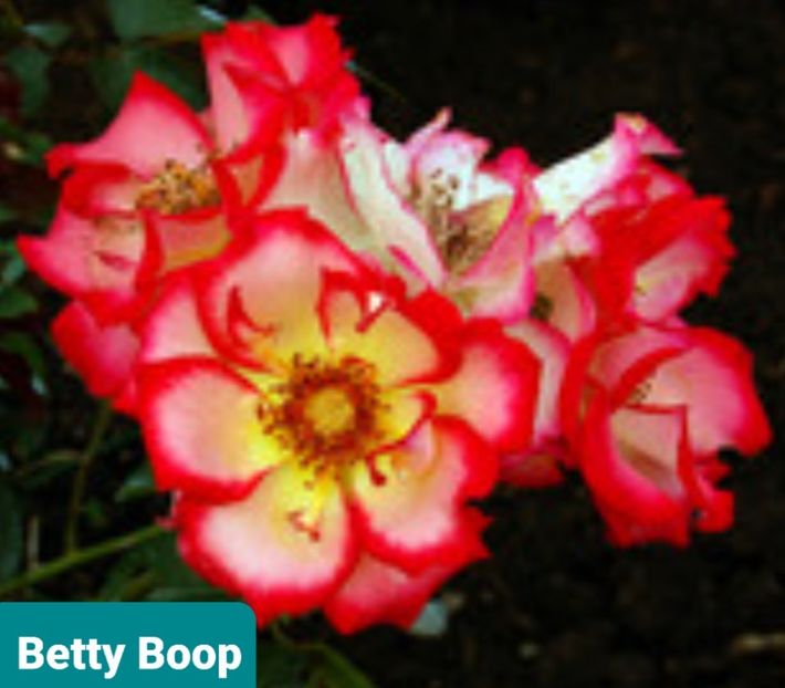  - 1 PRIVAT TRANDAFIRI DE PROCURAT