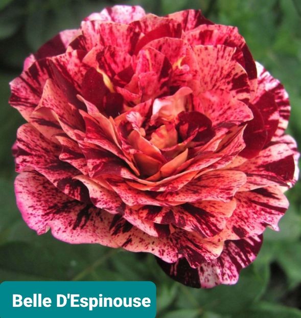  - 1 PRIVAT TRANDAFIRI DE PROCURAT