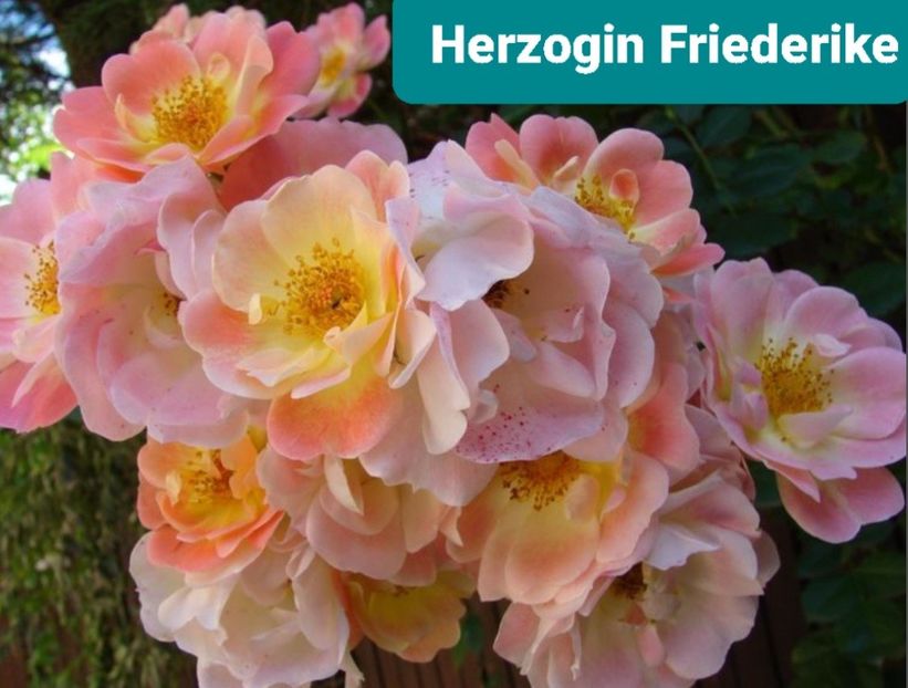  - 1 PRIVAT TRANDAFIRI DE PROCURAT