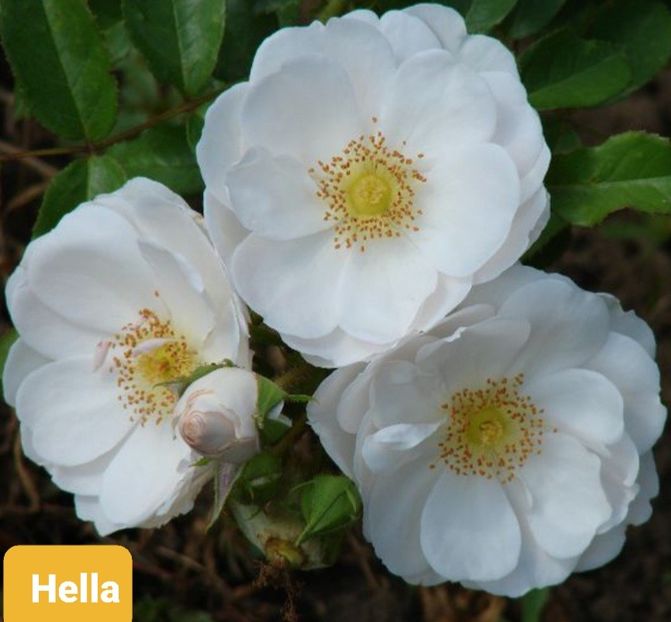  - 1 PRIVAT TRANDAFIRI DE PROCURAT