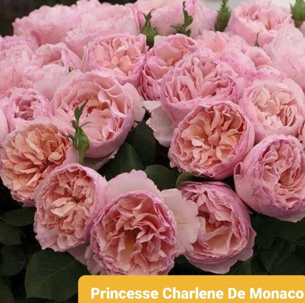  - 1 PRIVAT TRANDAFIRI DE PROCURAT