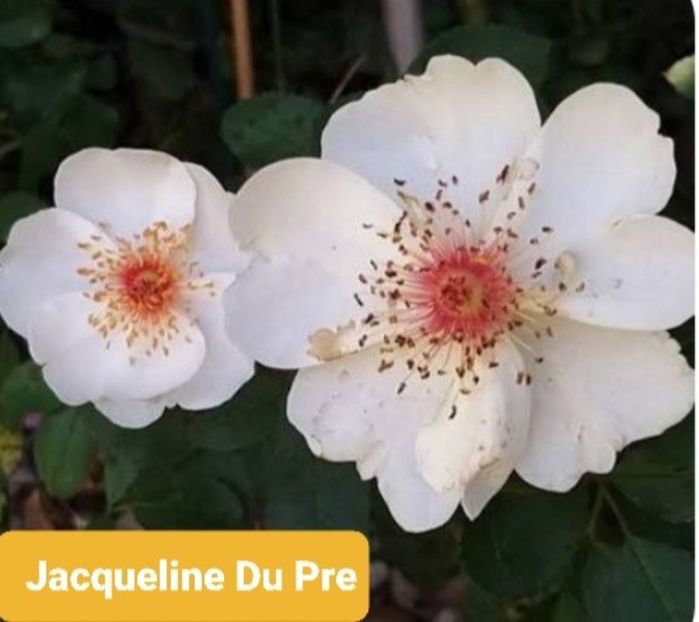  - 1 PRIVAT TRANDAFIRI DE PROCURAT