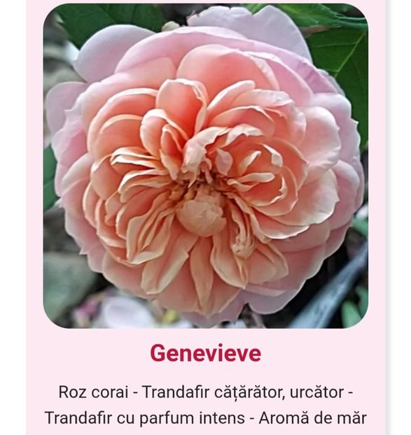  - 1 PRIVAT TRANDAFIRI DE PROCURAT