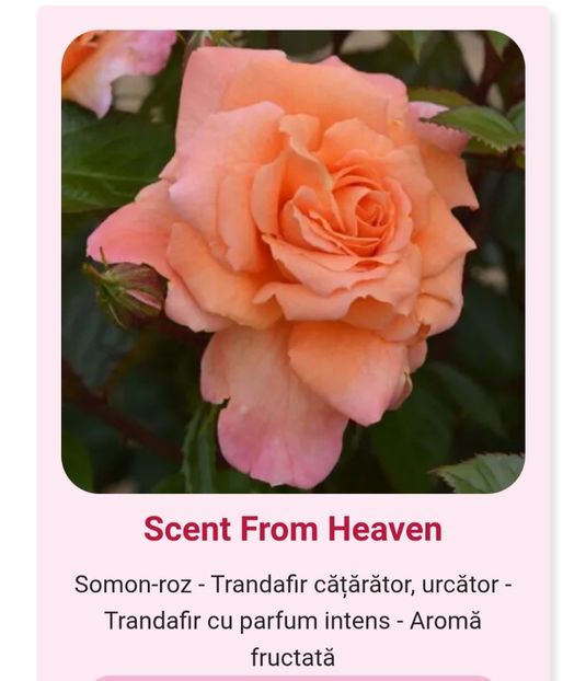  - 1 PRIVAT TRANDAFIRI DE PROCURAT