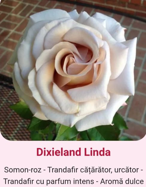  - 1 PRIVAT TRANDAFIRI DE PROCURAT