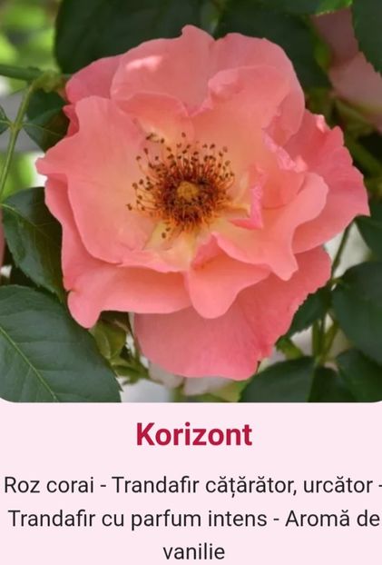  - 1 PRIVAT TRANDAFIRI DE PROCURAT