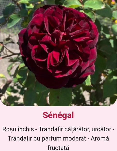  - 1 PRIVAT TRANDAFIRI DE PROCURAT