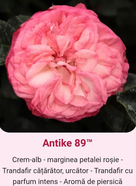  - 1 PRIVAT TRANDAFIRI DE PROCURAT