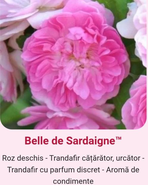  - 1 PRIVAT TRANDAFIRI DE PROCURAT