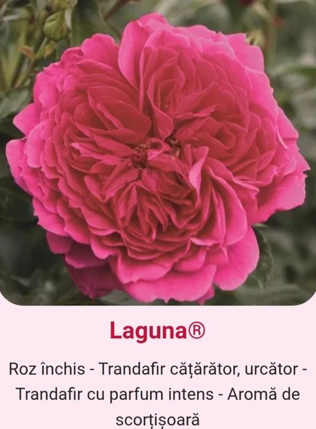  - 1 PRIVAT TRANDAFIRI DE PROCURAT