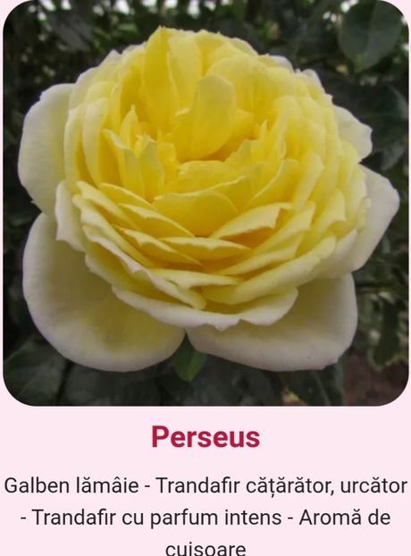  - 1 PRIVAT TRANDAFIRI DE PROCURAT