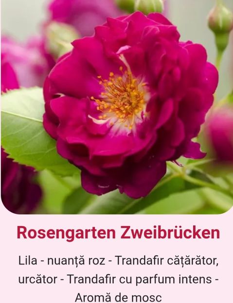  - 1 PRIVAT TRANDAFIRI DE PROCURAT