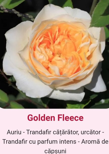  - 1 PRIVAT TRANDAFIRI DE PROCURAT