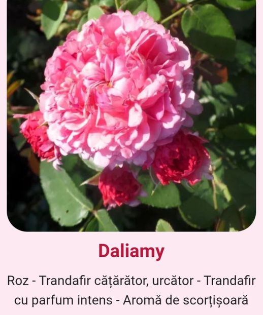  - 1 PRIVAT TRANDAFIRI DE PROCURAT