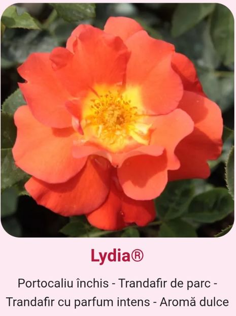  - 1 PRIVAT TRANDAFIRI DE PROCURAT