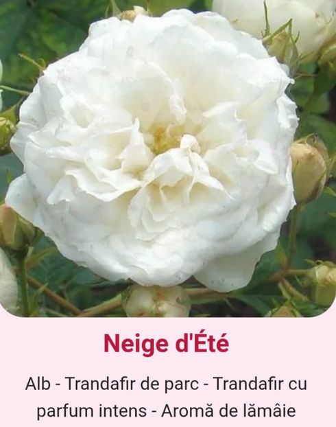  - 1 PRIVAT TRANDAFIRI DE PROCURAT