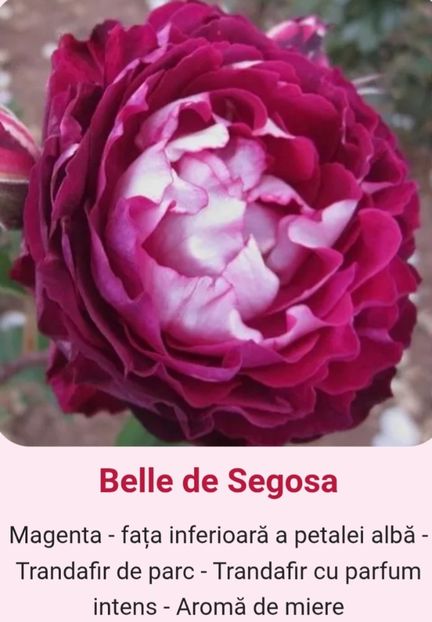  - 1 PRIVAT TRANDAFIRI DE PROCURAT