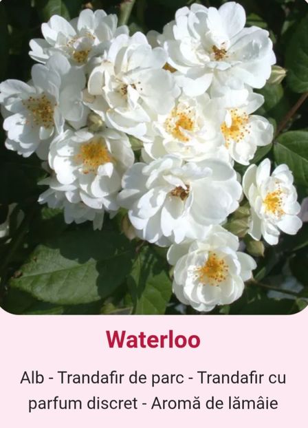  - 1 PRIVAT TRANDAFIRI DE PROCURAT