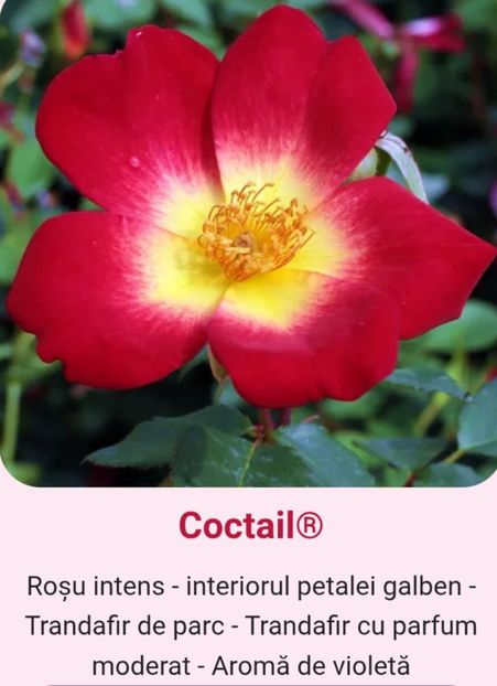  - 1 PRIVAT TRANDAFIRI DE PROCURAT